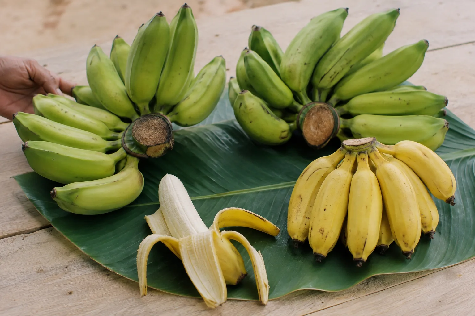 Bananas